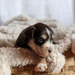 Duchess Coco Chanel - Liver female Miniature Schnauzer puppy in Lynchburg, Tennessee from ROYAL PUPS - THRONEBERRY FAMILY FARMS