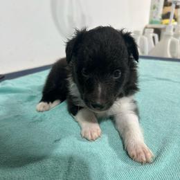 Blue - Black and white male Shetland Sheepdog puppy in Fontanelle, Iowa from Jensen Farms Shelties