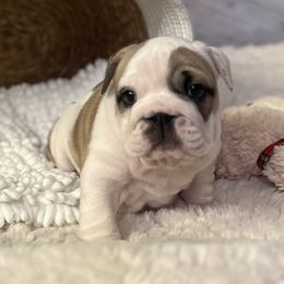 Bulldog Puppies from Sweet Rolls
