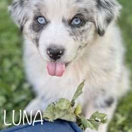 Australian Shepherd Puppies from Bedtime Story Australian Shepherds