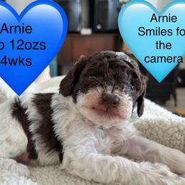 Arnie - Brown male Poodle puppy in Mineral Wells, Texas from S.H.A.R.P.’s Toy Poodles