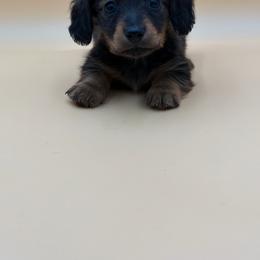 Aladdin - Wild boar and cream male Dachshund puppy in Porterville, California from Desert Dynasty