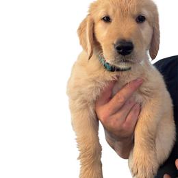 Black, Orange, Grey, Teal - Golden male Golden Retriever puppy in Yuba City, California from Family Loved Golden Retrievers