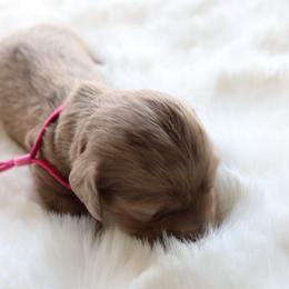 Snickers - Chocolate and tan female Dachshund puppy in Peebles, Ohio from Cave Valley Hounds