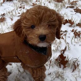 Goldendoodles from H&L GoldenDoodles