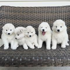 Samoyed Puppies from Marissa Wheeler