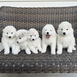 Samoyed Puppies from Marissa Wheeler