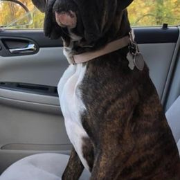 Boxer All Grown Up from Good Breeders