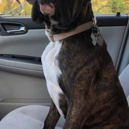 Boxer All Grown Up from Good Breeders