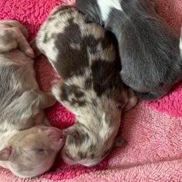 Girl 3 - Red merle female Australian Shepherd puppy in Iola, Texas from MK Aussies