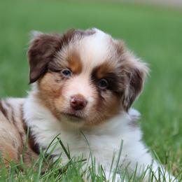 Border Collie, English Setter, and Miniature American Shepherd Puppies from First Harmony Farms