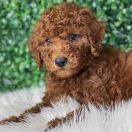 Goldendoodles from Little Paws and company