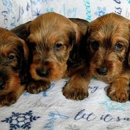 Dachshund Puppies from Riverwood Dachshunds