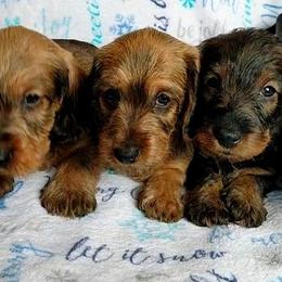 Dachshund Puppies from Riverwood Dachshunds