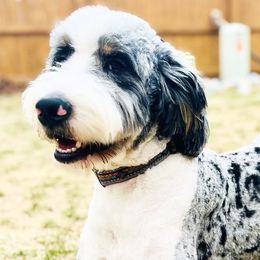 Bernedoodles and Goldendoodles from Front Range Family Doodles