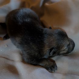 Boy 1 - Sable male German Shepherd puppy in Springtown, Texas from Odom's German Shepherds