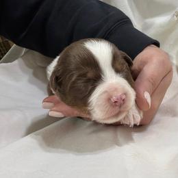 Red Tri Male 1 - Red tri-color male Miniature American Shepherd puppy in Elmore City, Oklahoma from Rikashay Kennels