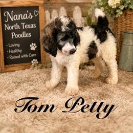Tom Petty - Parti male Poodle puppy in Joshua, Texas from Nana’s North Texas Poodles