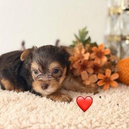 Red - Chucky - Chocolate and tan male Yorkshire Terrier puppy in Jacksonville, Florida from TLJ Choco Yorkie Love