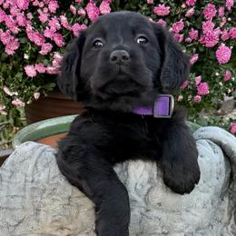 Gracie - Black female Labrador Retriever puppy in Baldwin City, Kansas from Hedge Lane Labradors