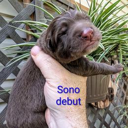 Sono - Liver male German Shepherd puppy in Olean, New York from F&B Kennels