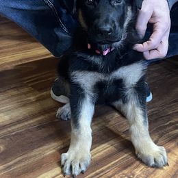 German Shepherd Puppies from Drachenhaus Shepherds