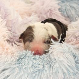 Finn - Blue merle male Australian Shepherd puppy in Placerville, California from BFF Aussies