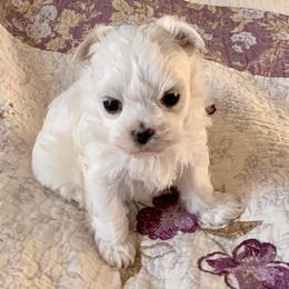 Maltese Puppies from Hummingbird Fields