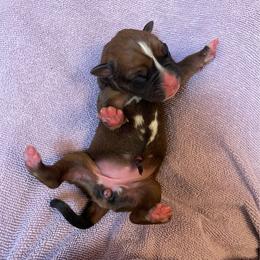 Violet Delancey - Fawn female Boxer puppy in Willard, North Carolina from Boone’s Boxers of North Carolina