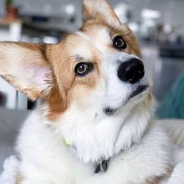 Pembroke Welsh Corgis from Corgis of Narnia