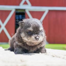Spike - Black male Pomeranian puppy in Bethel, Ohio from J&A Poms