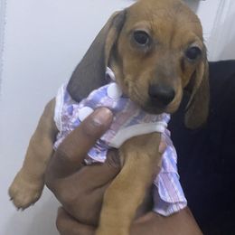 Sophie - Red female Dachshund puppy in New York, New York from Sausagedog-NYC