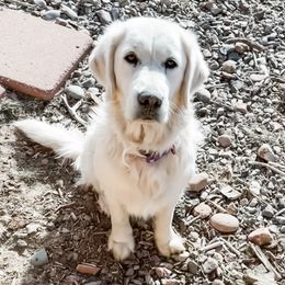 River - Golden Retriever