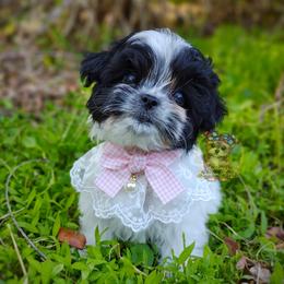 Companion Cross, Havanese, Mal-Shi, Maltese, Maltipoo, Morkie, and Shih Tzu Puppies from Seeking Shalom Acres Maltese, Maltipoos & Havamalts