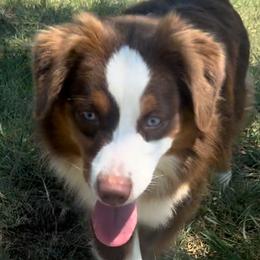 Paisley - Miniature Australian Shepherd