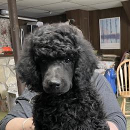White-OPAL - Black female Poodle puppy in Hamilton Square, New Jersey from Sweet Standards