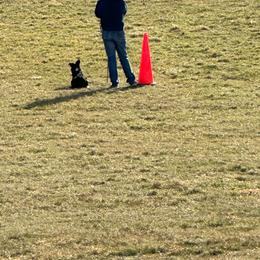 Slim - Border Collie