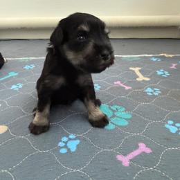 Honey-Bee - AKC - Orange Collar - Black and silver female Miniature Schnauzer puppy in Wheeler, Wisconsin from Sue’s Miniature Schnauzers