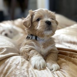 Grey collar - Golden male Lhasa Apso puppy in Discovery Bay, California from Golden State Lhasa Apsos