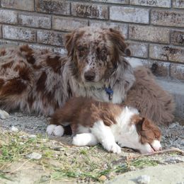 Australian Shepherd Puppies from Big Sky Aussies