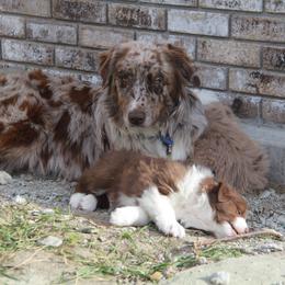 Australian Shepherd Puppies from Big Sky Aussies