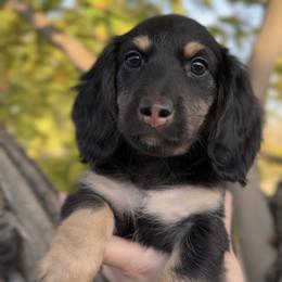 Tony Soprano - Black and cream male Dachshund puppy in Chandler, Arizona from Vonaducci Doxies, LLC.