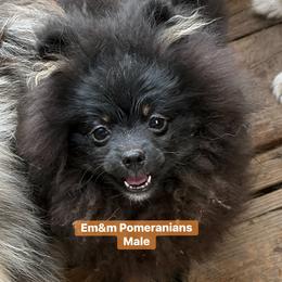 Black and tan boy - Black and tan male Pomeranian puppy in Kentucky from Em&M Pomeranians