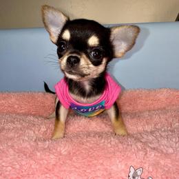 Licorice 8,000 - Black and tan female Chihuahua puppy in Naples, Florida from Naples Tiny Dogs