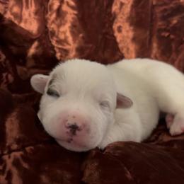 Stout medium sized male - Red speckled male Australian Cattle Dog puppy in Scurry, Texas from RedHorizon AKC Australian Cattle Dogs (Heelers)