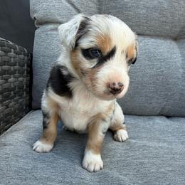Haze - Blue merle male Miniature Australian Shepherd puppy in Marion, Michigan from Highland Hills Mini Aussies