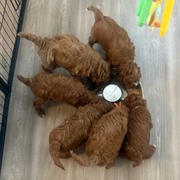 Goldendoodle puppies from Clig Doodle Days
