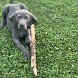 Weimaraner Puppies from Jennifer Anne's Weimaraners