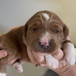 Green - Red  male Goldendoodle puppy in Medina, Ohio from Farmer Doodles