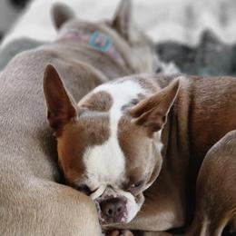 Boston Terriers and French Bulldogs from Blue Skies of Florida Frenchies and Bostons